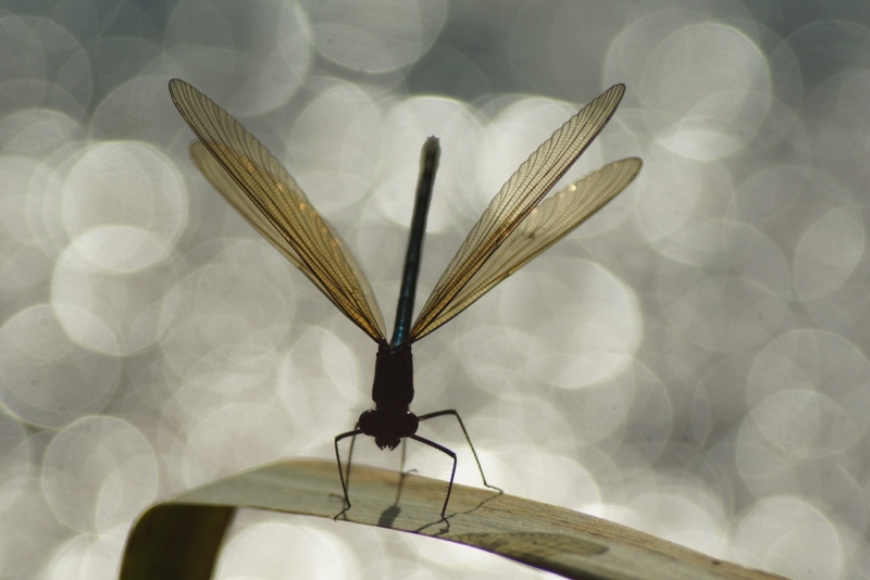 Fotografia vážky sediacej na steble trávy.