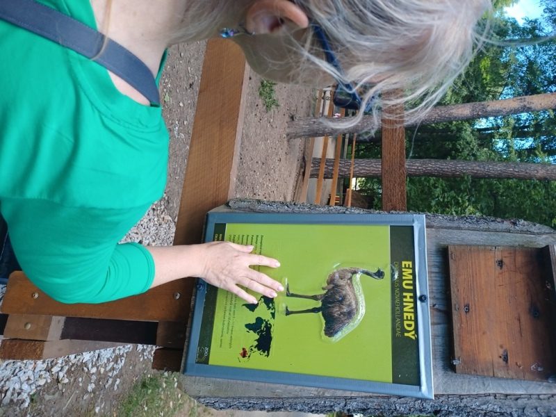 Účastníčka kurzu si hmatom pozerá popis pri ohrade emu hnedého.