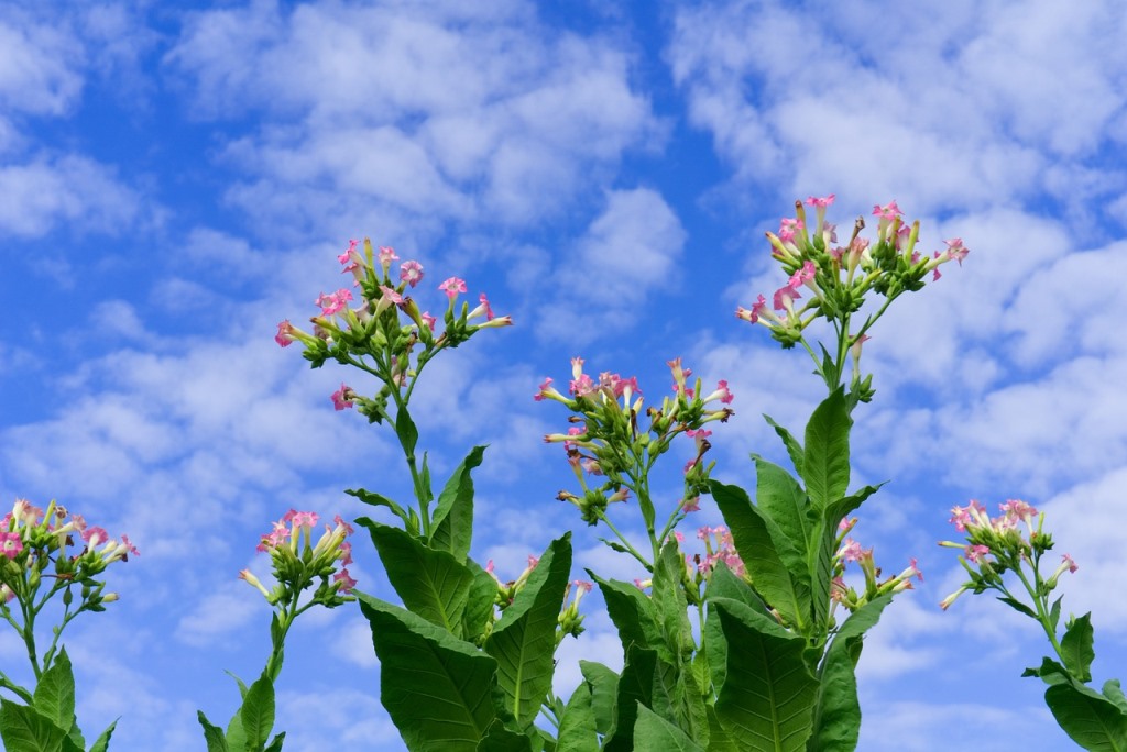 Záber na kvitnúce rastliny tabaku na poli.
