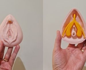 3D model vonkajších ženských pohlavných orgánov a vnútorných štruktúr klitorisu