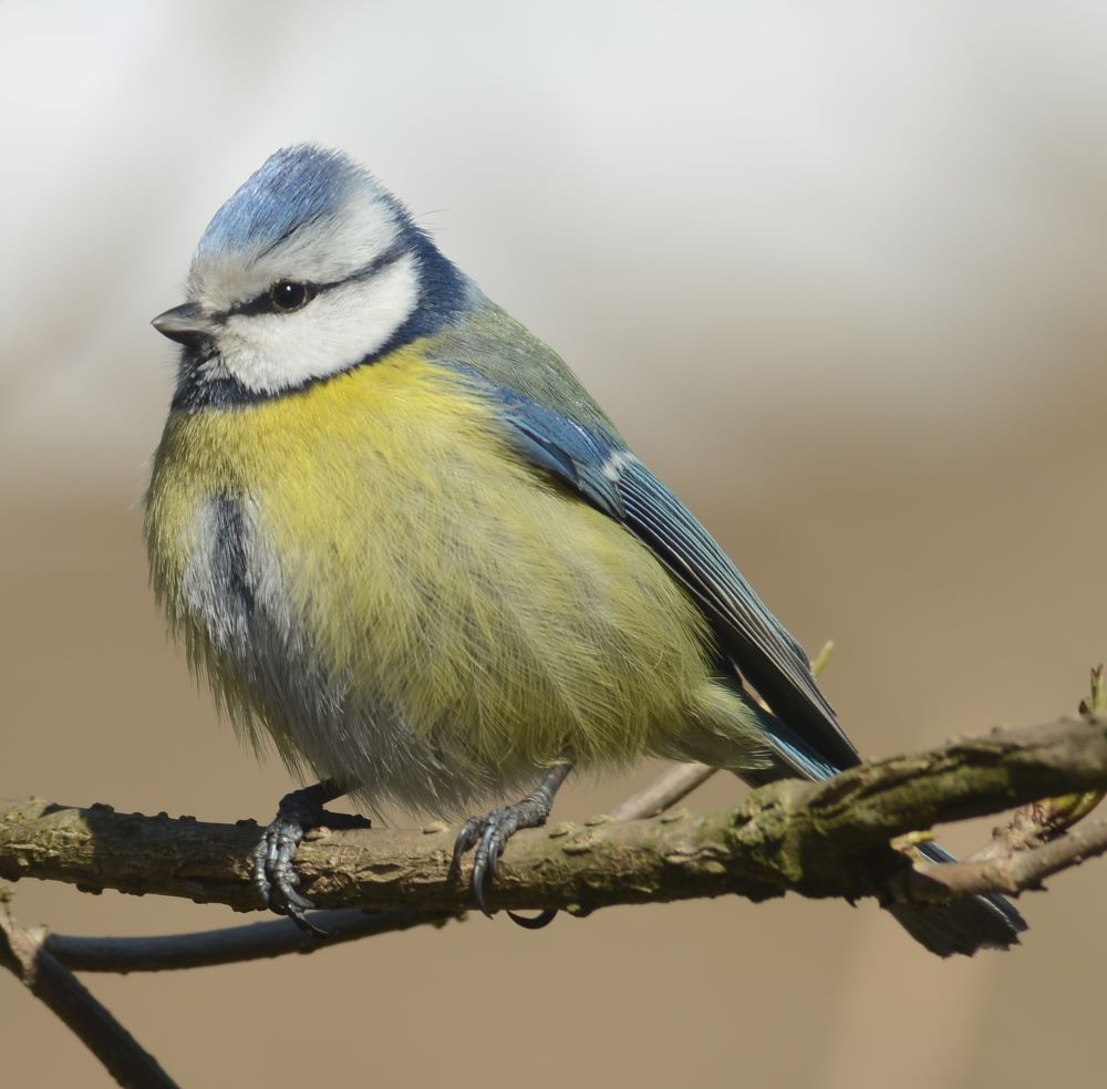 Na fotografii sedí na konári sýkorka belasá. Je to malý vtáčik. Má žlté bruško, biele líca a modrú hlávku a krídla. 