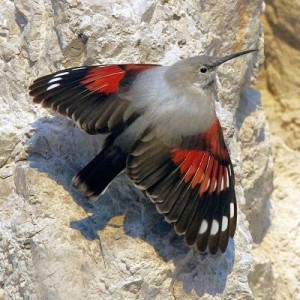 Na fotografii je murárik červenokrídly sediaci na vápencovej skale. Vtáčik má dlhý zobák, Sivú hlavu a chrbátik, krídla sú výrazné červeno-čierno-biele. Má ich roztiahnuté, je veľmi pekne vidieť farebnú kresbu. 