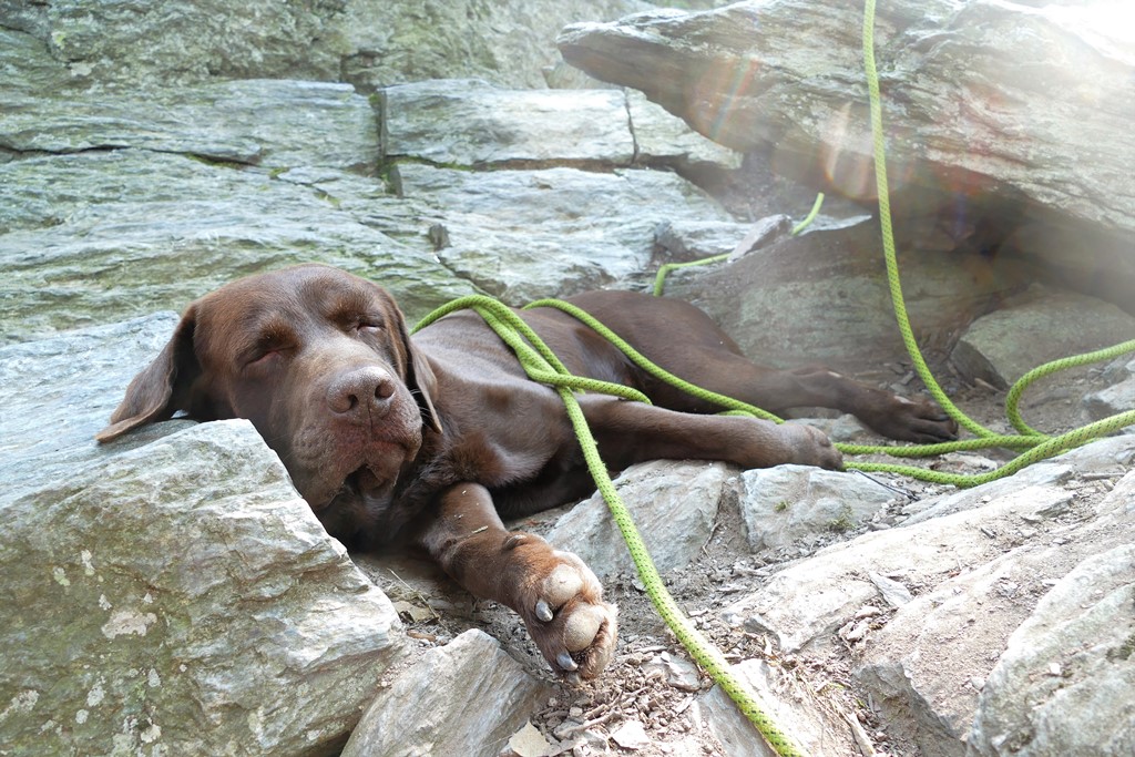 Vodiaci pes jedného z účastníkov Chmatačky spiaci na skalách