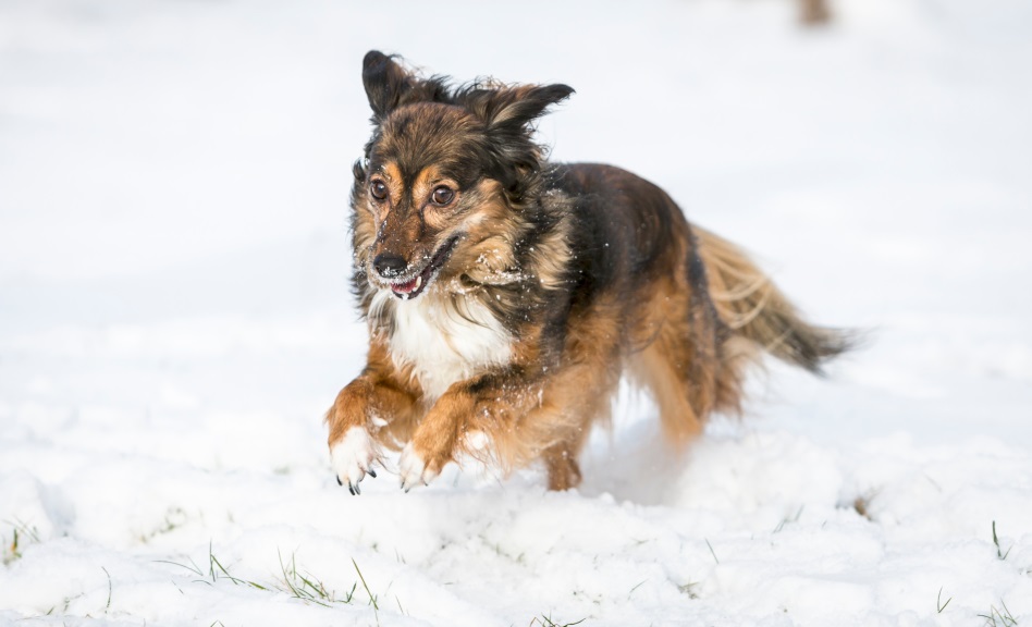 Fotografia psíka bežiaceho po snehu 