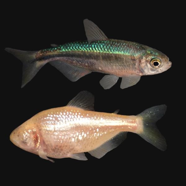 Dva druhy ryby druhu Astyanax mexicanus 