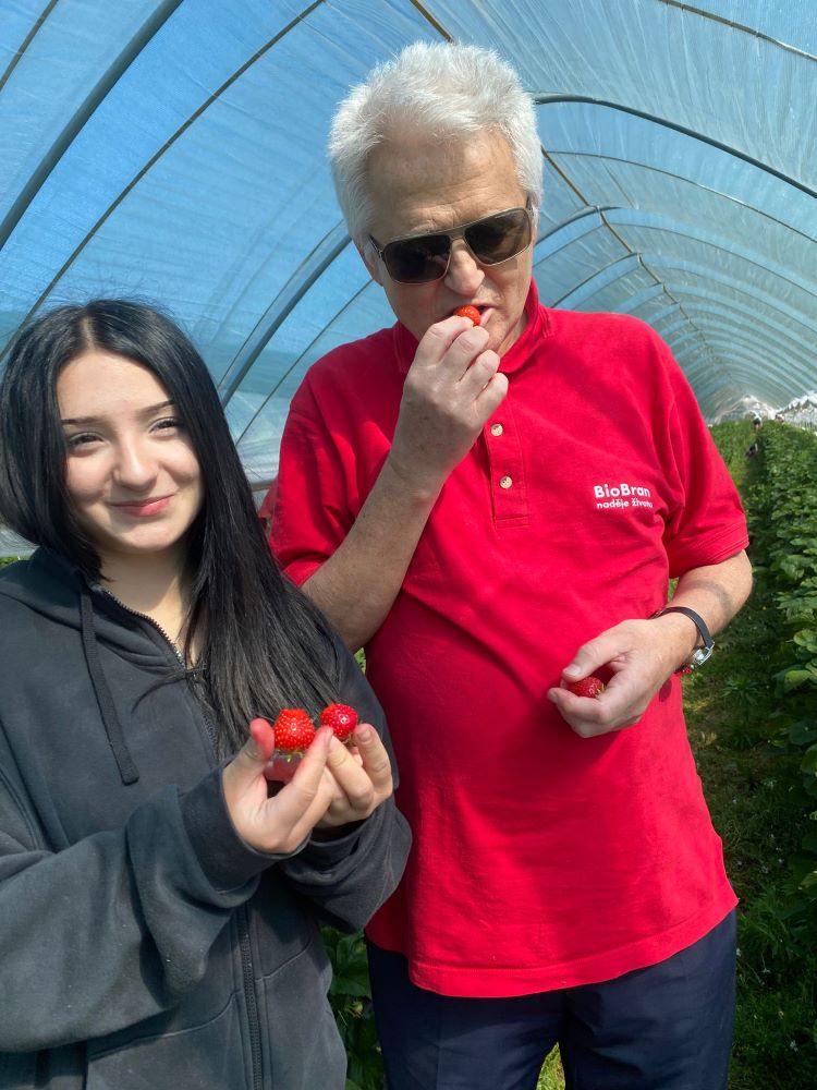 Branislav Mamojka s vnučkou Ninkou na zbere jahôd. Stoja v skleníku a pochutnávajú si na jahodách.    