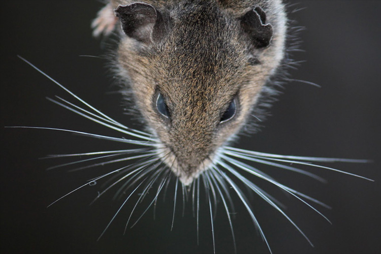 Fotografia myši