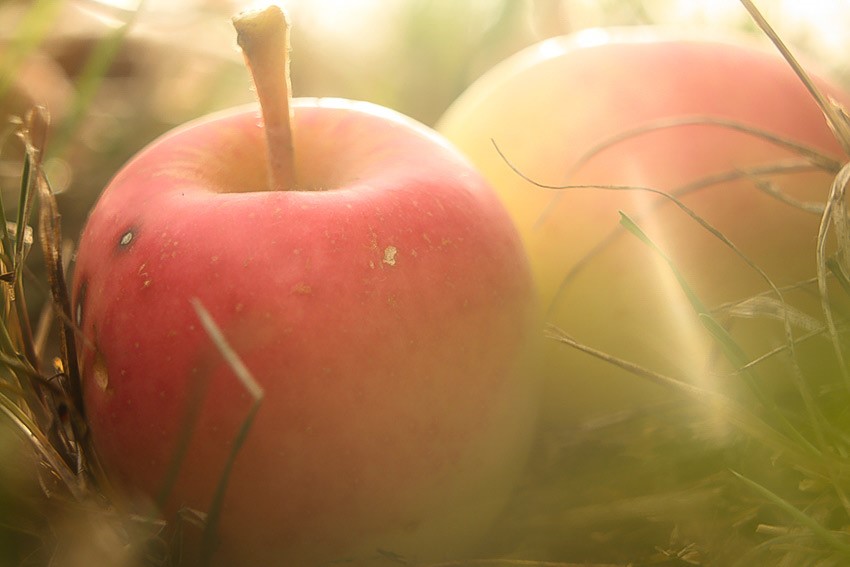 Fotografia detail na jablko.