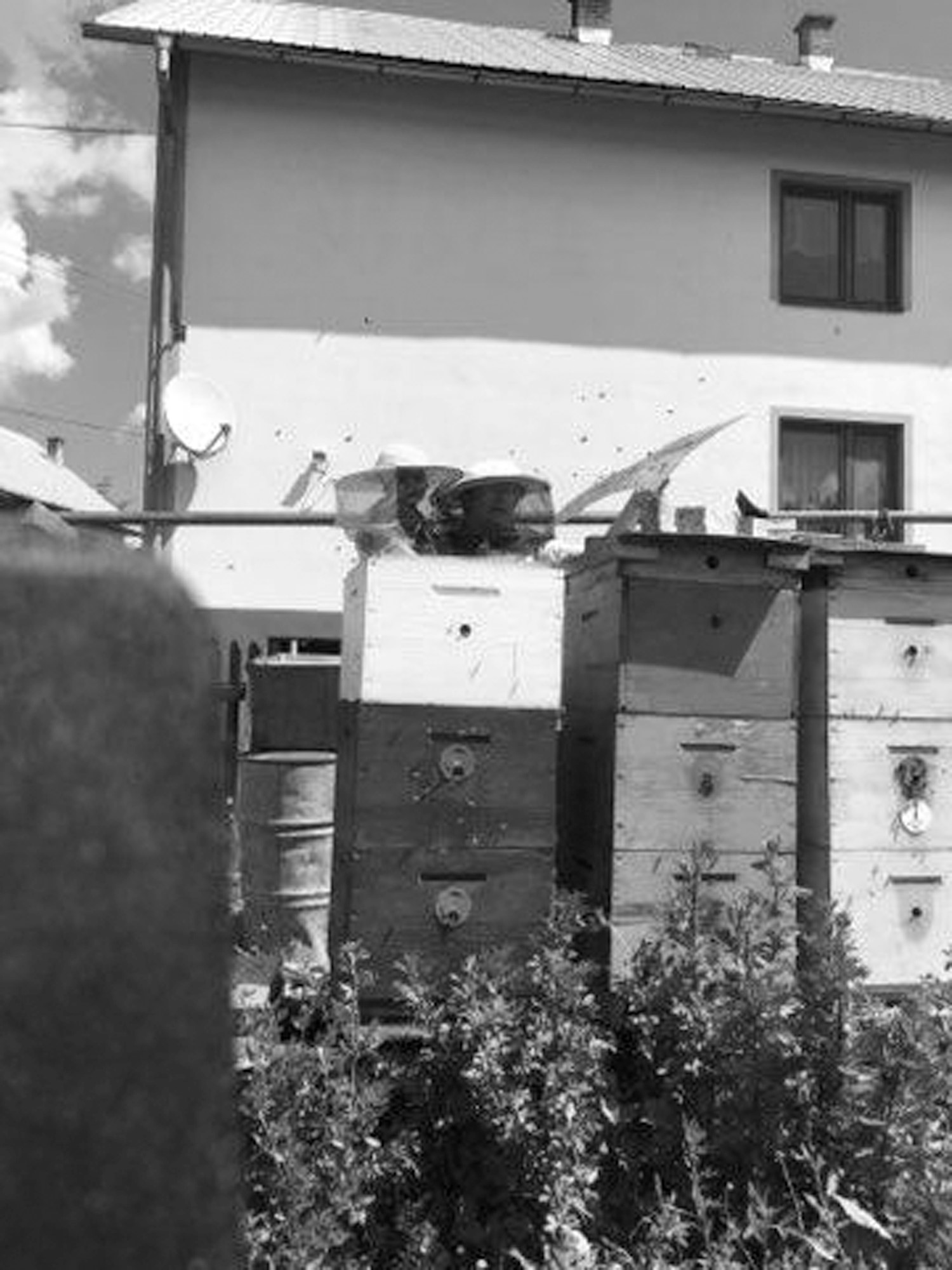 Pohľad na úľe za rodinným domom. Pri úľoch stojí žena s dieťaťom vo včelárskych klobúkoch. 