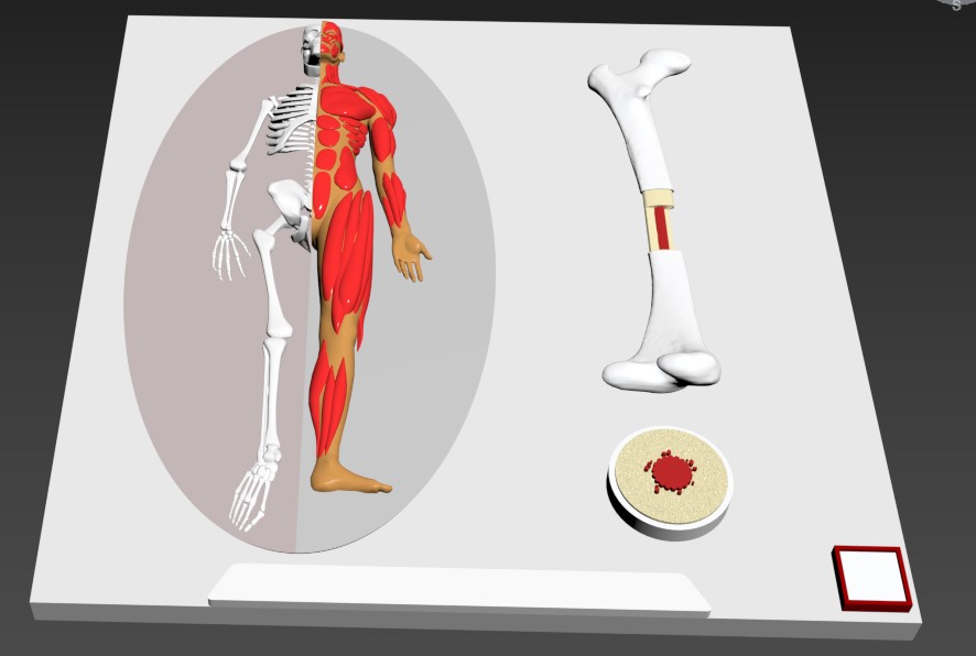 Na fotografii je návrh 3D reliéfu pohybovej sústavy. Vľavo je zobrazená postava človeka tak, že na pravej polovici jej tela vidieť svaly a na ľavej kostru. Vedľa postavy je zobrazená dlhá biela kosť s kĺbmi na oboch koncoch. Na jednom mieste je možné prezrieť si kosť zvnútra – žltou je znázornené vlastné kostné tkanivo a červenou dreňová dutina vyplnená kostnou dreňou. Vpravo dolu si možno prezrieť kosť v reze. 