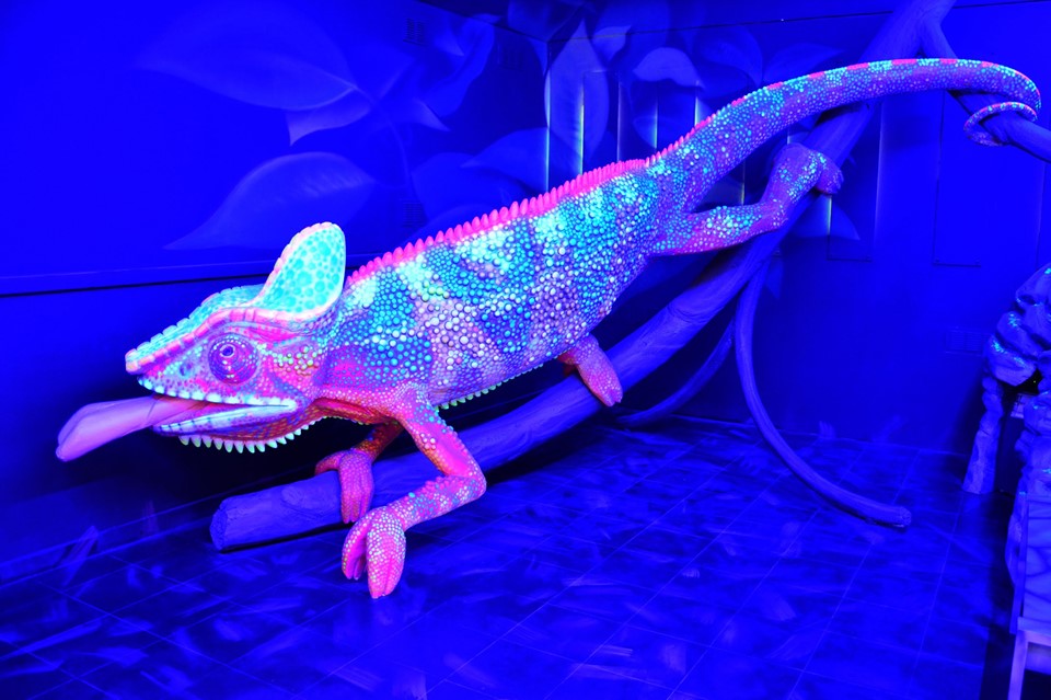 Záber na intenzívne modro nasvietenú miestnosť. O konár na zemi je prichytený model chameleóna svietiaceho na modro-ružovo. 